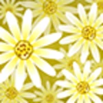 daisy flower android application logo